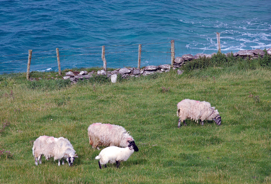 Schafzucht an der Atlantikküste von Gingle (Irland)