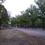 Neue Bäume gegen den Kahlschlag: Selbst organisierte Pflanzaktion an Karfreitag