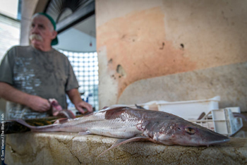 Auch der unter Fangverbot stehende Haifisch wird in Sizilien ganz offen gefangen und gehandelt