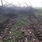 Bürger im Saalekreis besorgt wegen massiver Baumfällungen am Petersberg