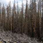 NABU: Warum unsere Wälder jetzt mehr Schutz denn je brauchen