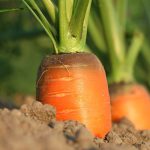 Saisonstart bei Biophilja: Noch freie Plätze für Gemüse-Abo